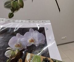 Piedāvāju apgleznot Tavas istabas - 7