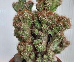Cereus Peruvianus